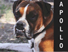Animal actors zed cards, cheap headshots